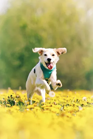 Dog Running