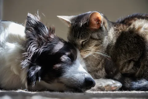Dog and cat sleeping