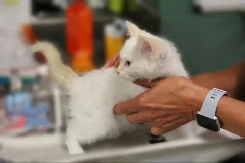 Cat being examined