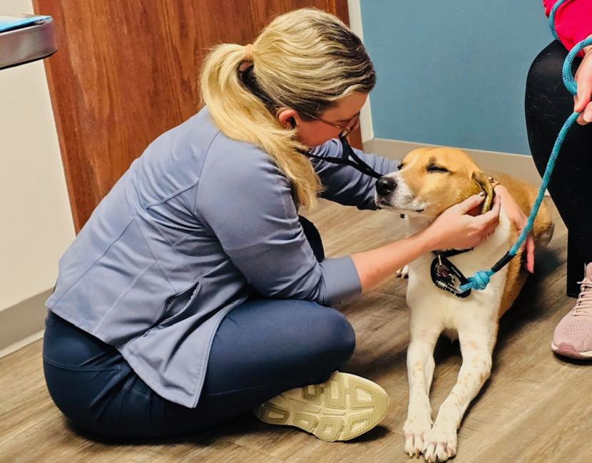 Dr. Behrens Examining Dog